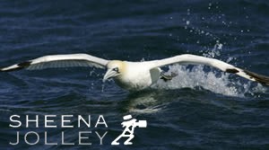  Gannet  largest European seabird   dives deep  30 metres  no external nostrils  no real tongue   shock absorbers    causes blindness  sad end  South  coast of Ireland   Photograph Chocks Away.jpg Chocks Away.jpg Chocks Away.jpg Chocks Away.jpg